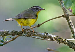 Golden-crowned Warbler