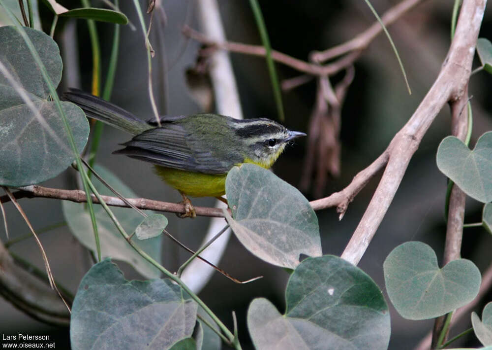 Golden-crowned Warbleradult, habitat