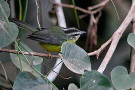 Golden-crowned Warbler