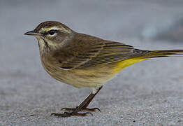 Palm Warbler