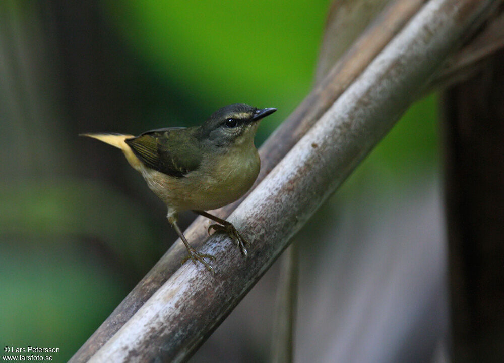 Buff-rumped Warbler