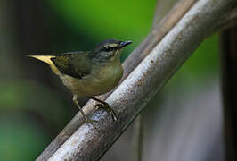 Buff-rumped Warbler