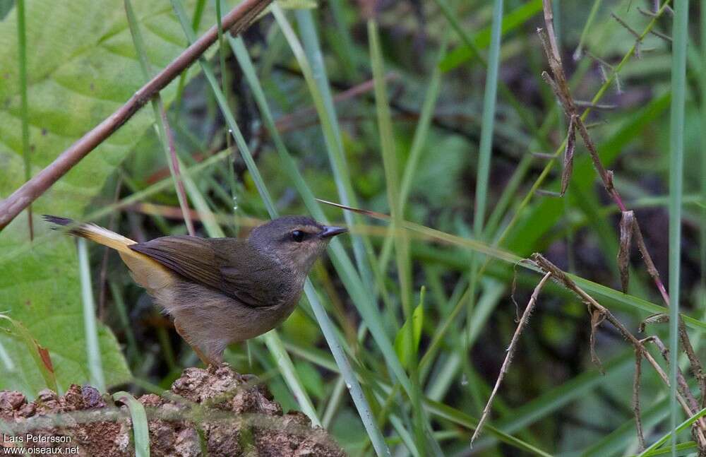 Buff-rumped Warbleradult, identification