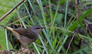 Buff-rumped Warbler