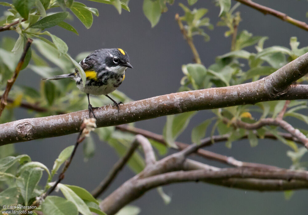 Myrtle Warbler