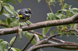 Myrtle Warbler