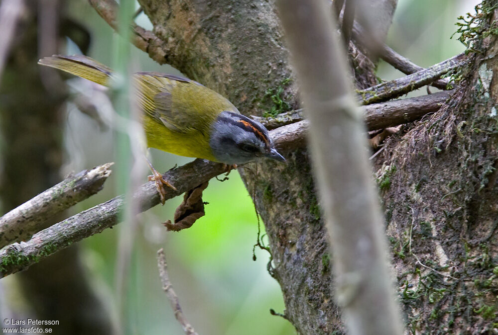 Paruline à diadème