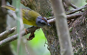 Russet-crowned Warbler