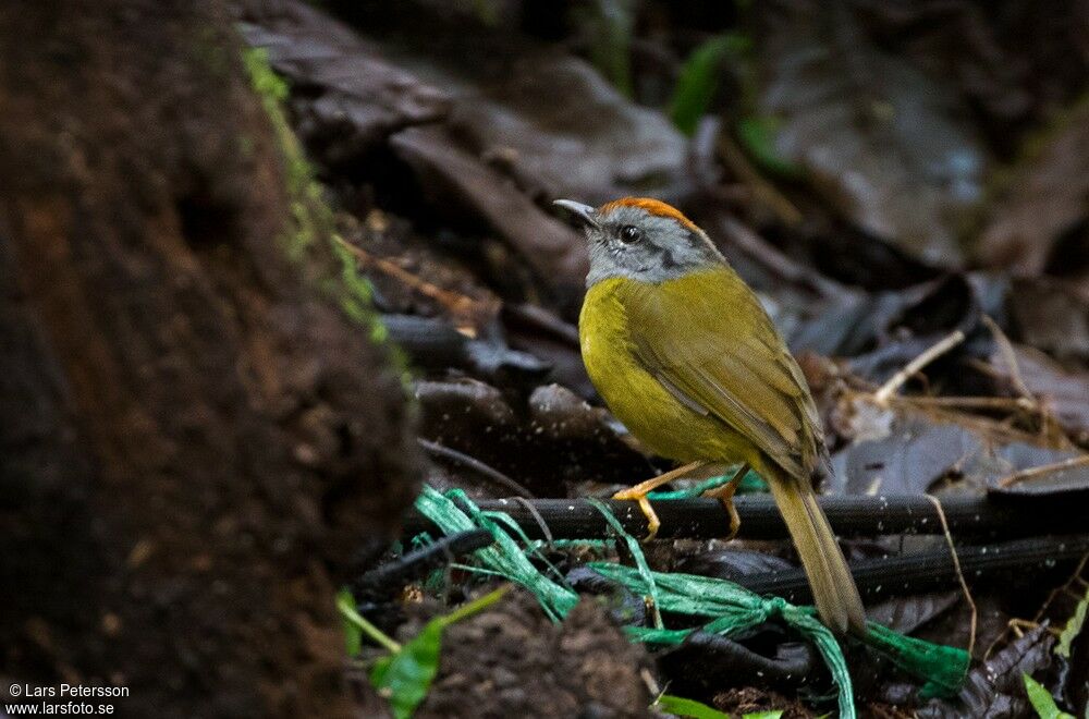 Russet-crowned Warbler