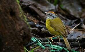 Russet-crowned Warbler