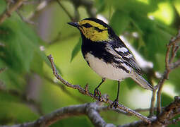 Golden-cheeked Warbler