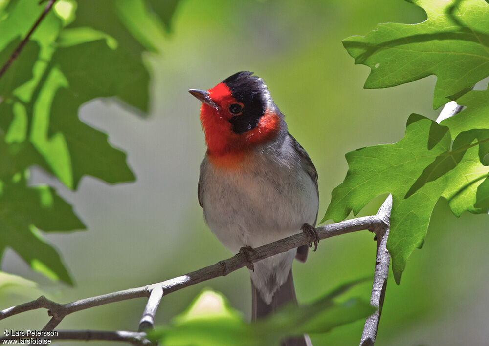 Paruline à face rouge