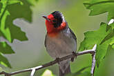 Paruline à face rouge