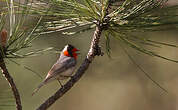 Paruline à face rouge