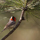 Paruline à face rouge
