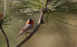 Red-faced Warbler