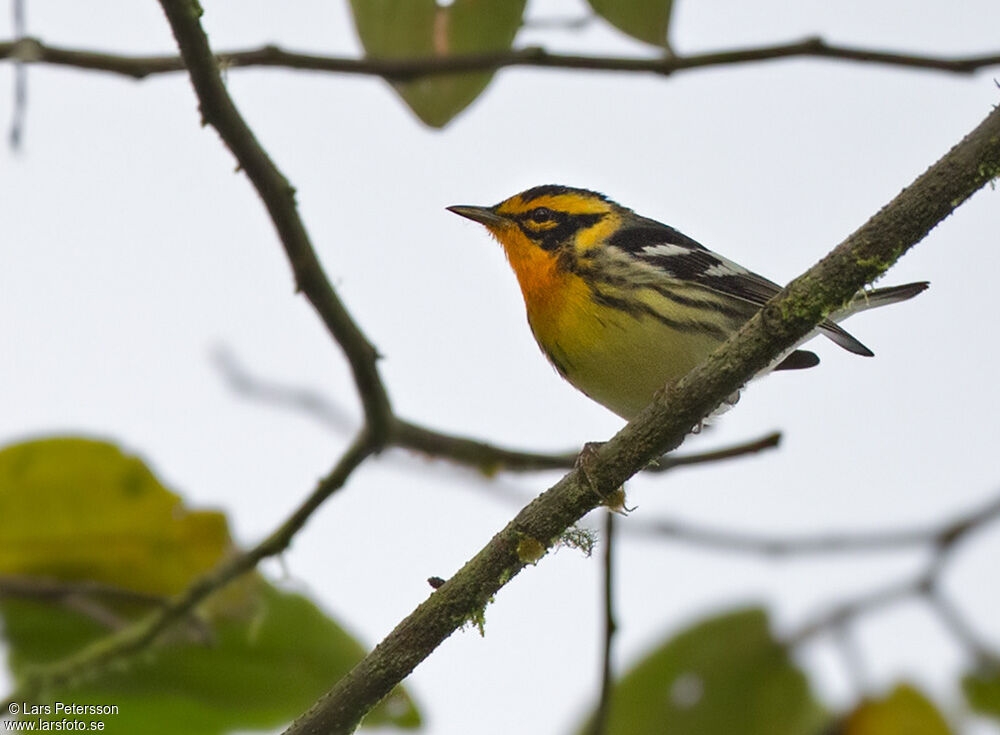 Blackburnian Warbler