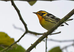 Blackburnian Warbler