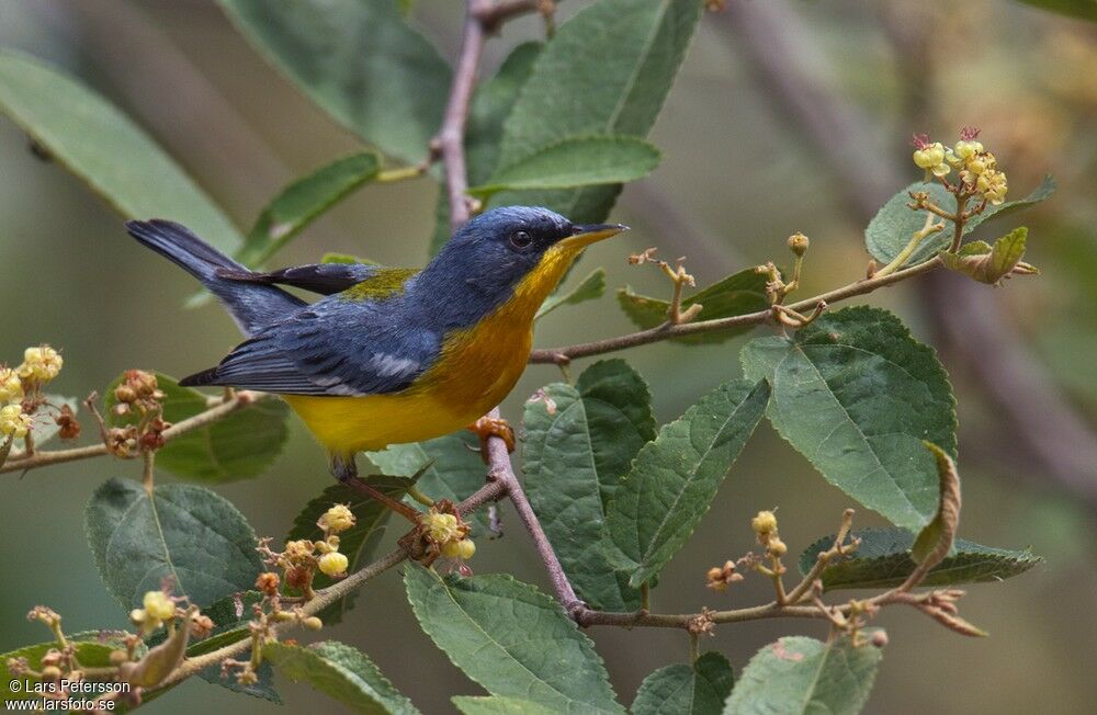 Tropical Parula