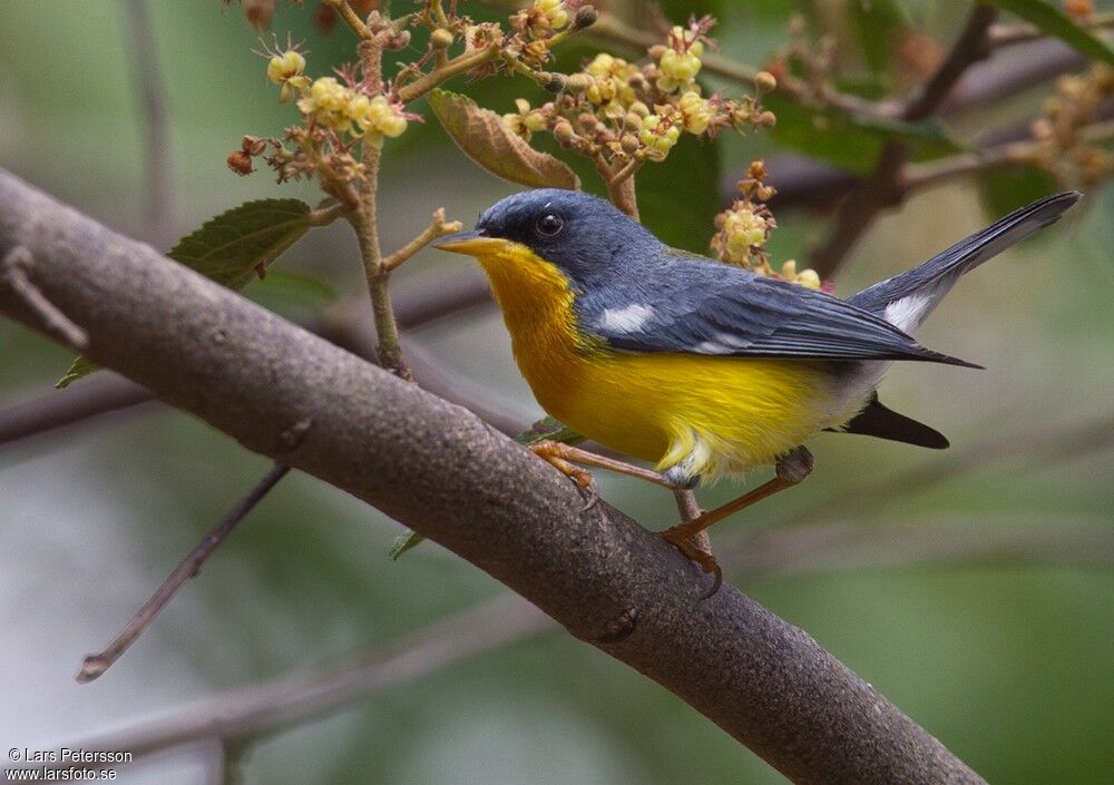 Tropical Parula