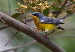 Tropical Parula