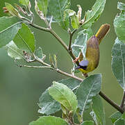 Black-lored Yellowthroat