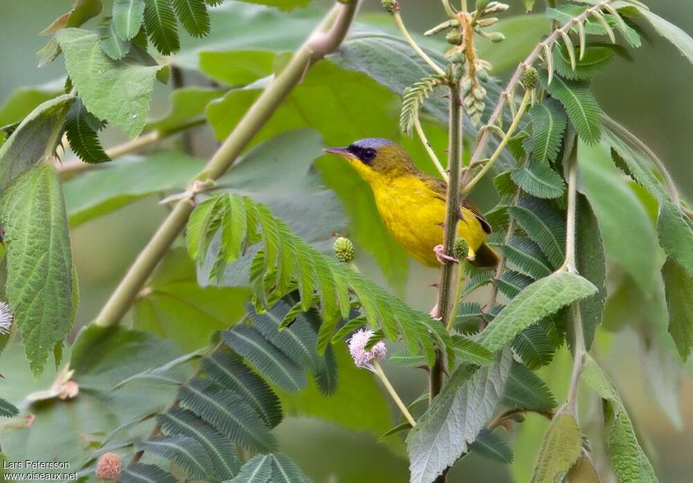 Black-lored Yellowthroat