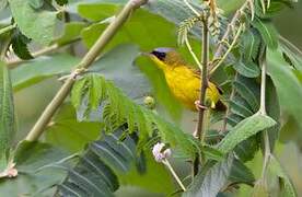 Black-lored Yellowthroat