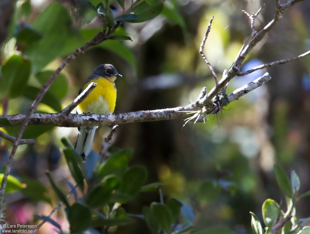 Spectacled Whitestart