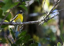 Spectacled Whitestart