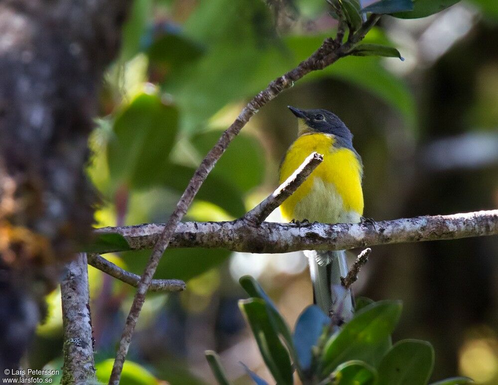 Spectacled Whitestart