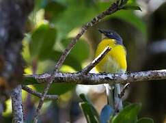 Spectacled Whitestart