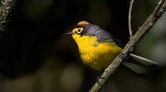 Spectacled Whitestart