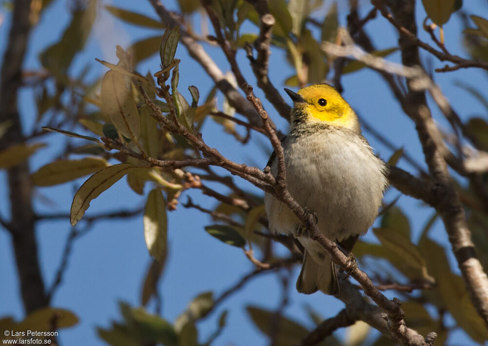 Hermit Warbler