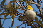 Paruline à tête jaune