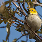 Paruline à tête jaune