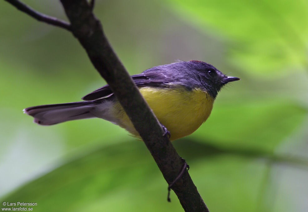 Paruline ardoisée