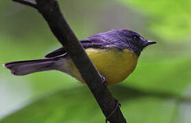 Slate-throated Whitestart