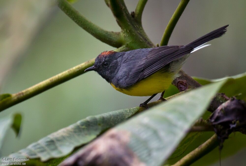 Slate-throated Whitestart