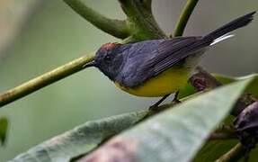 Slate-throated Whitestart