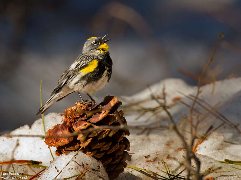 Audubon's Warbler male adult, identification