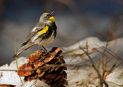 Audubon's Warbler