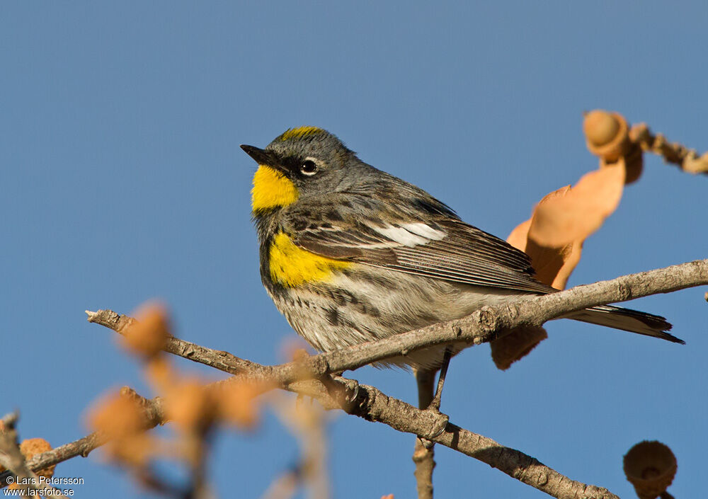 Paruline d'Audubon