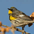 Paruline d'Audubon