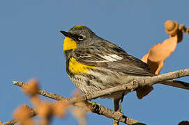 Audubon's Warbler