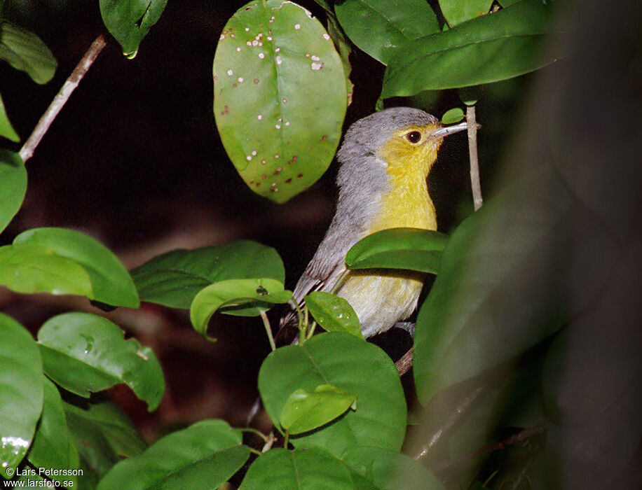 Oriente Warbler