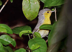 Oriente Warbler