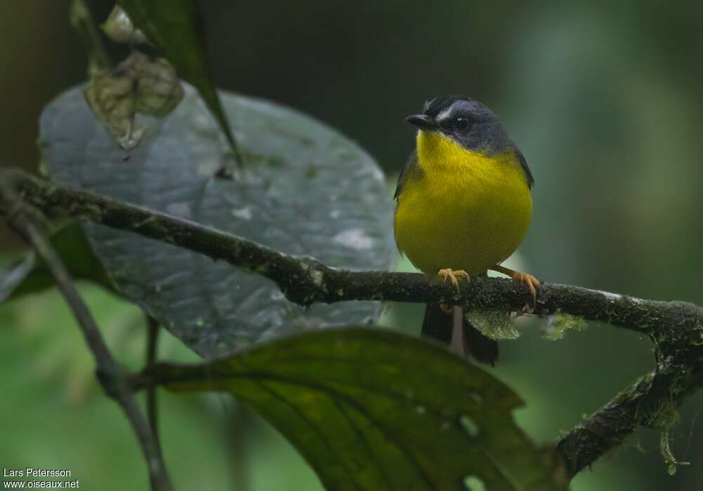 Grey-and-gold Warbleradult