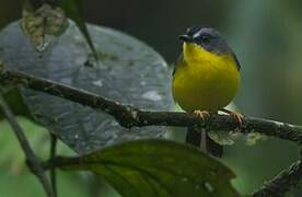 Grey-and-gold Warbler