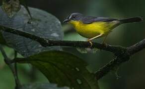 Grey-and-gold Warbler